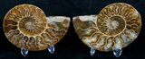 Beautiful Inch Cut and Polished Ammonite Pair #5646-3